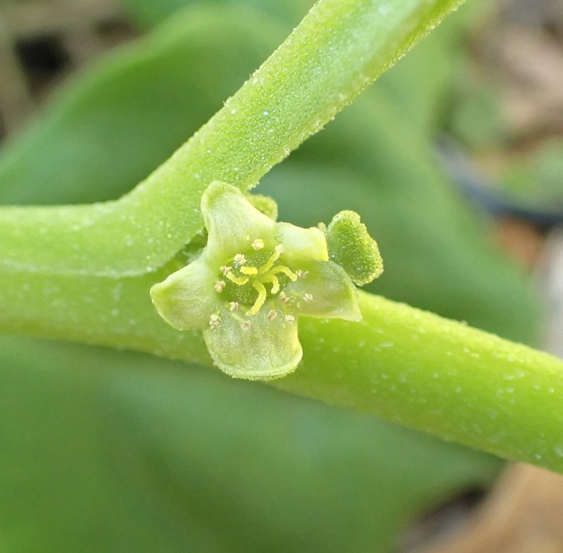 New Zealand Spinach photo 2