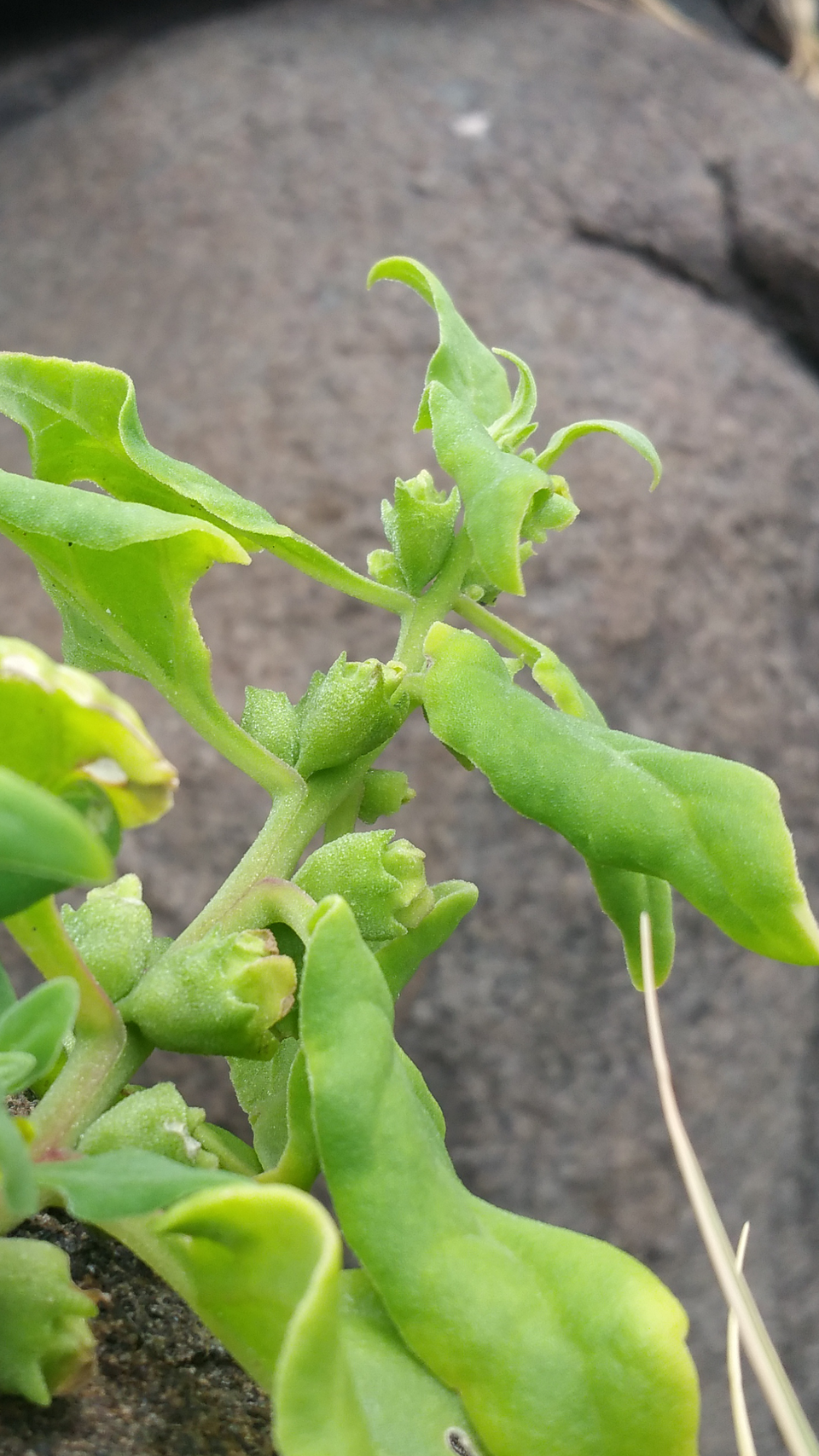 New Zealand Spinach photo 6