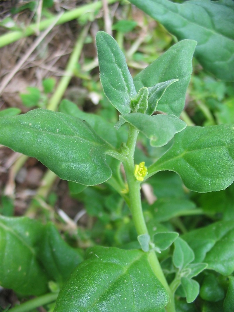 New Zealand Spinach photo 3