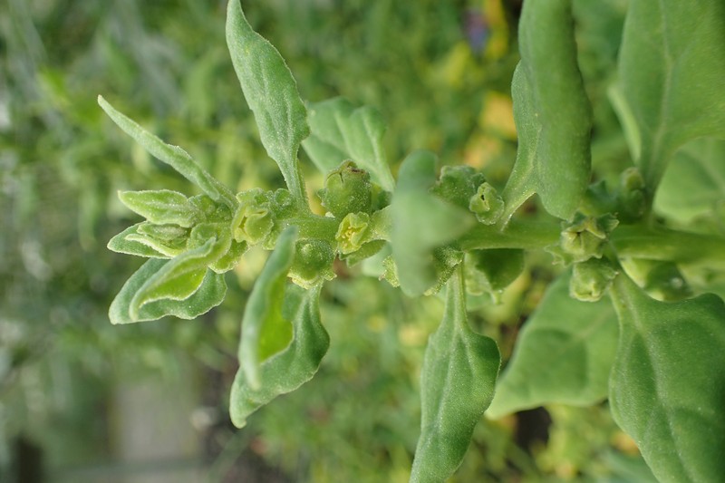 New Zealand Spinach photo 4