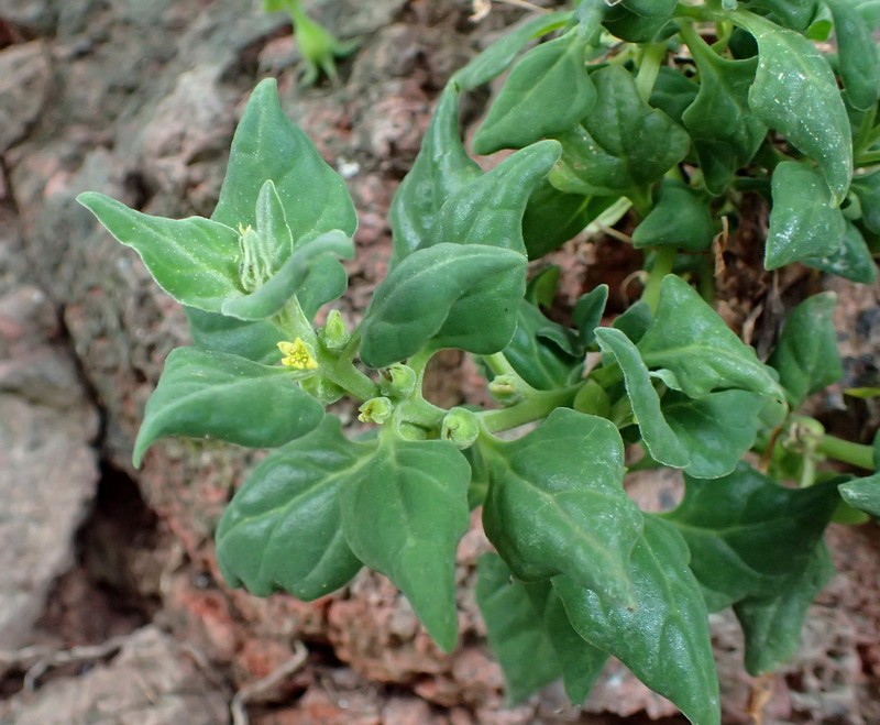 New Zealand Spinach photo 5
