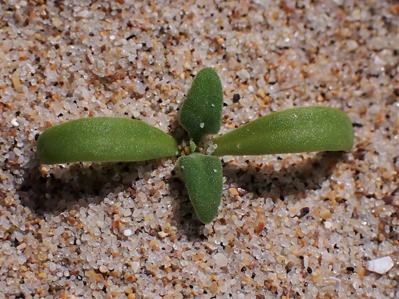 New Zealand Spinach photo 7