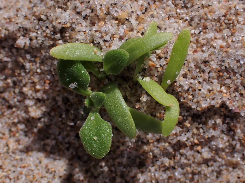 New Zealand Spinach photo 8