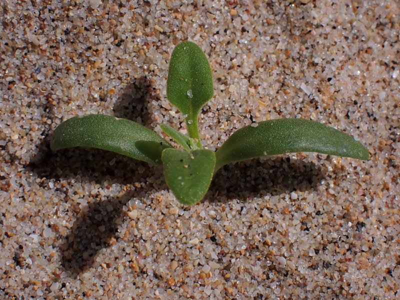New Zealand Spinach photo 9