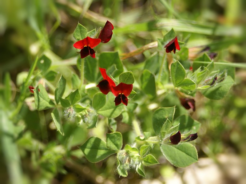 Winged Pea