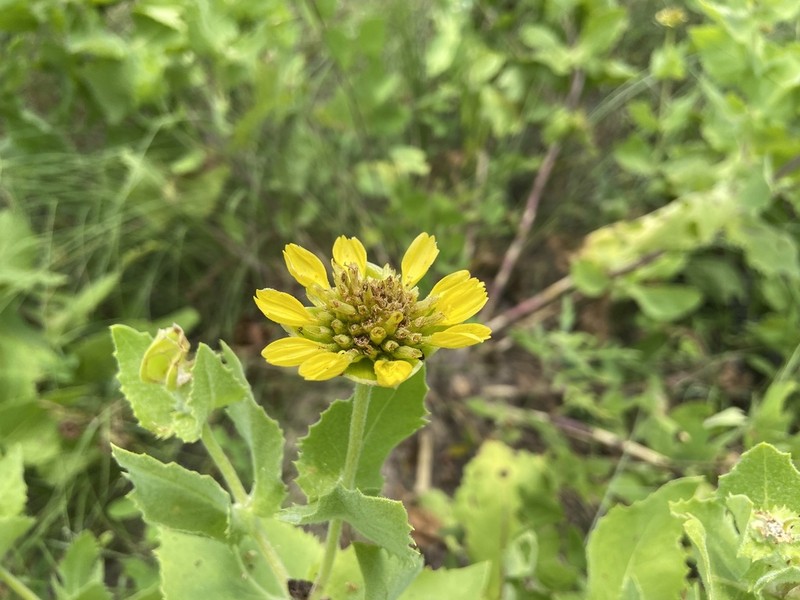 Louisiana Nerveray photo 2