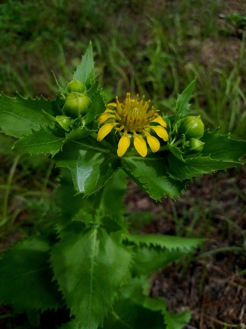 Louisiana Nerveray photo 4