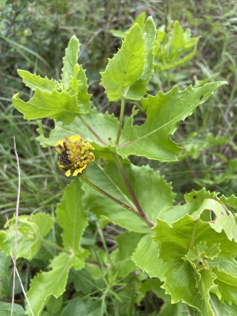 Louisiana Nerveray photo 5