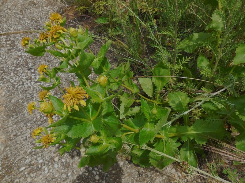 Louisiana Nerveray photo 7