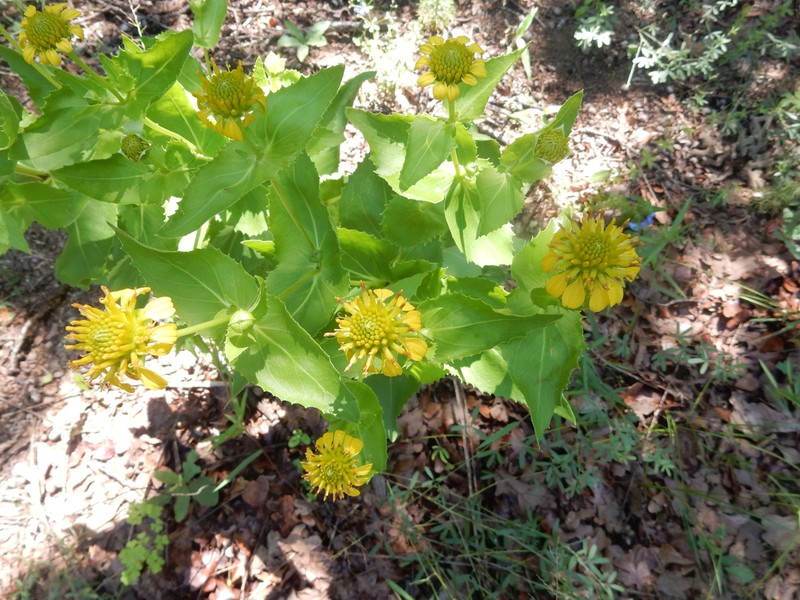 Louisiana Nerveray photo 8