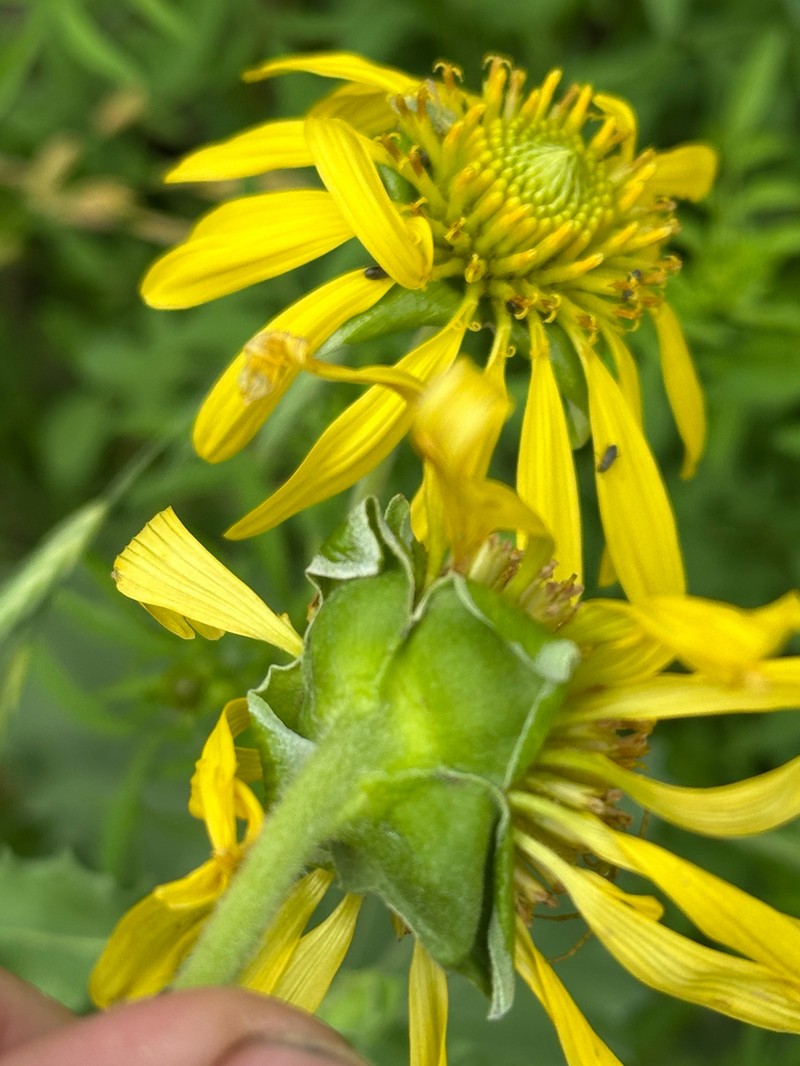 Showy Nerveray photo 3