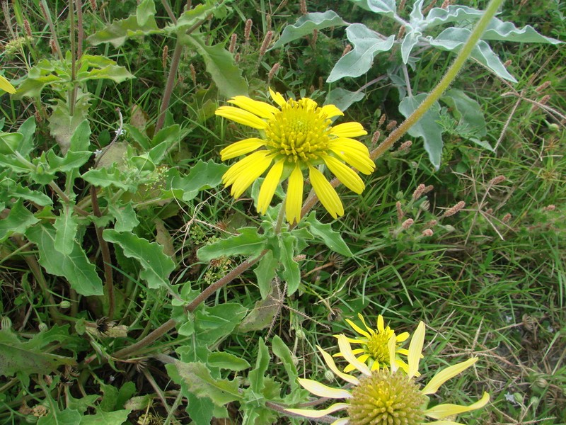 Showy Nerveray photo 4