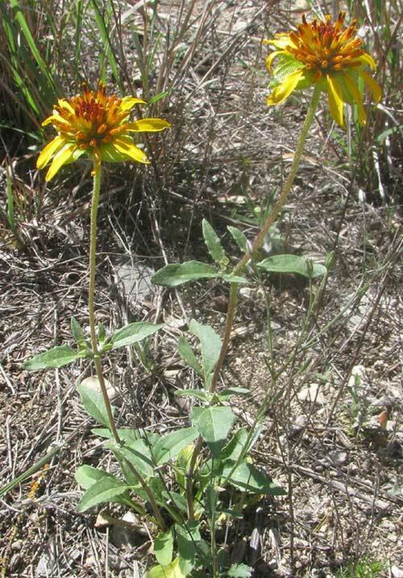 Squarebud Daisy photo 3