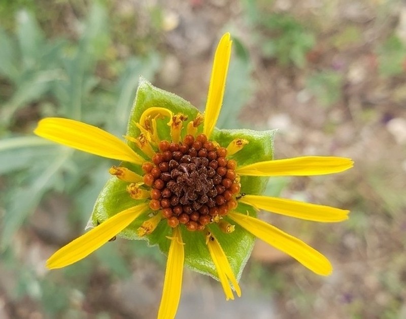 Squarebud Daisy photo 4