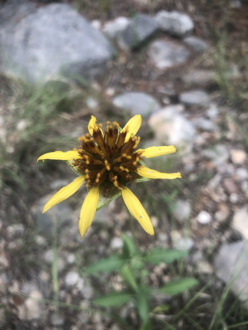 Squarebud Daisy photo 6
