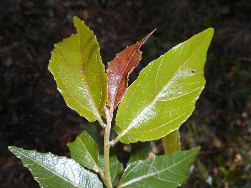 Tetralix nipensis