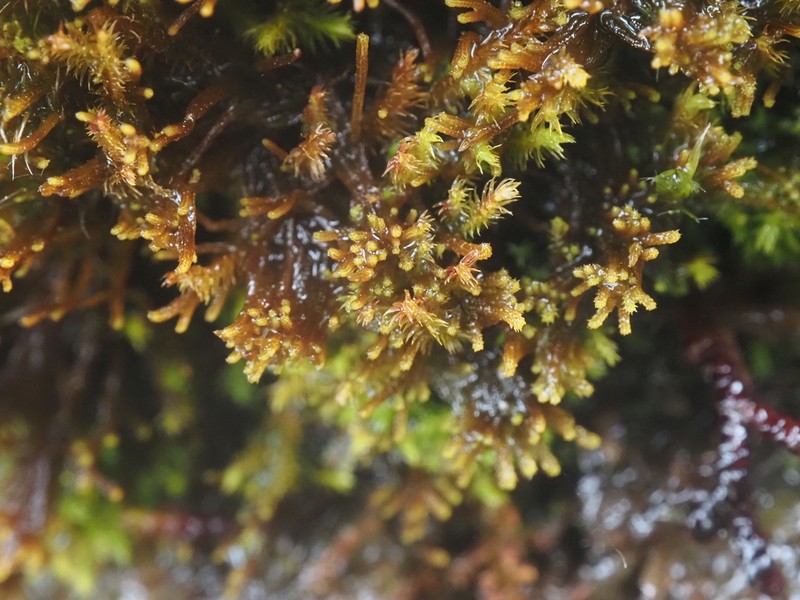 Tetralophozia filiformis photo 2