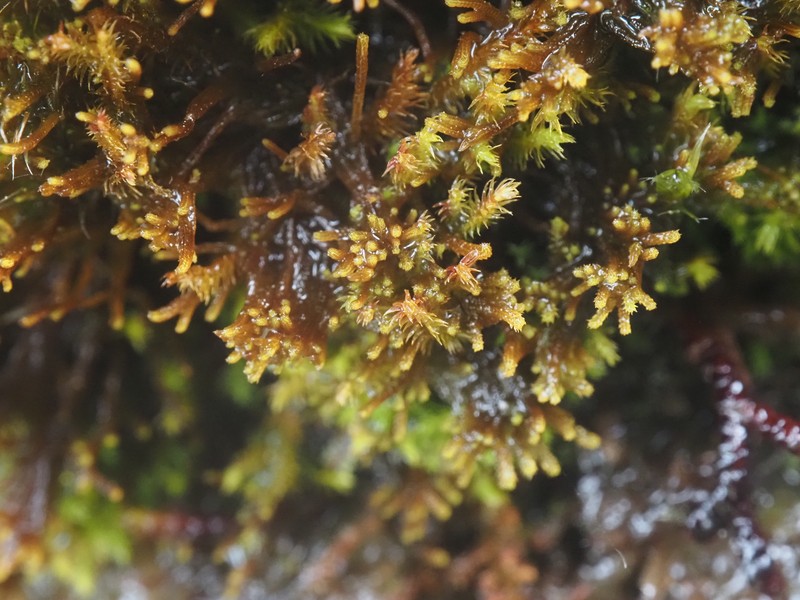 Tetralophozia filiformis photo 3