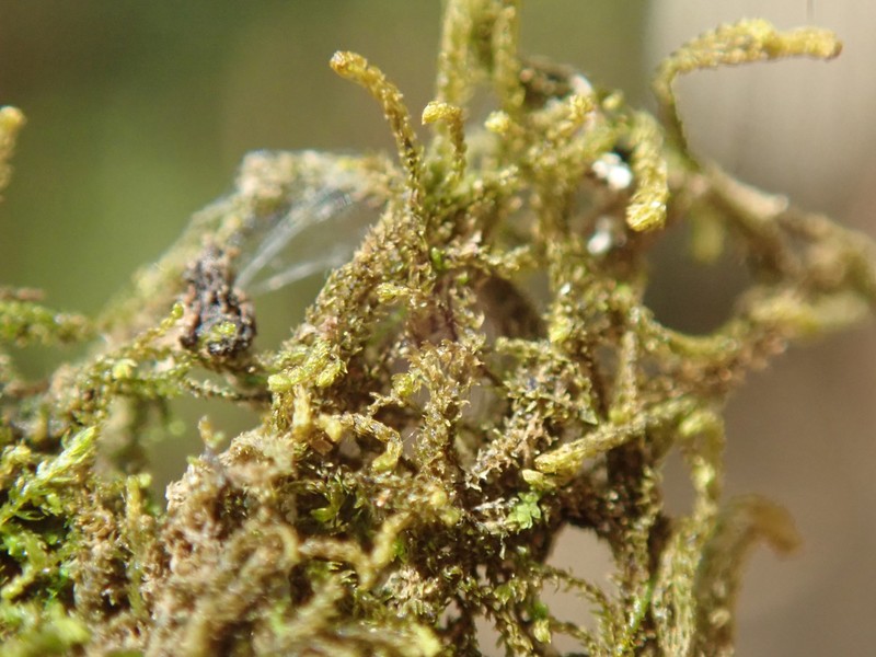Tetralophozia filiformis photo 4