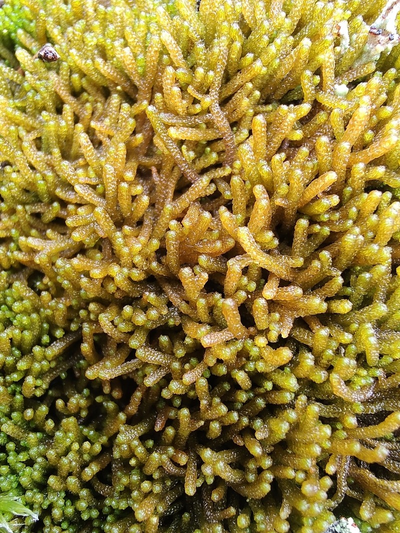 Tetralophozia setiformis