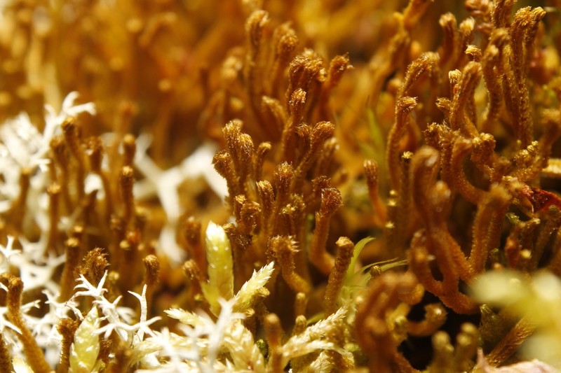 Tetralophozia setiformis photo 2