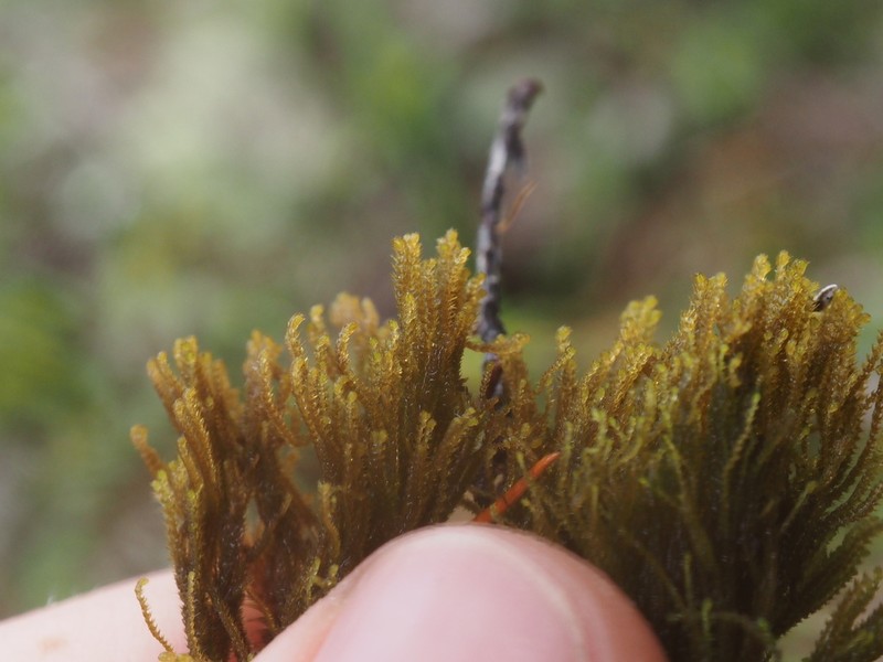 Tetralophozia setiformis photo 3