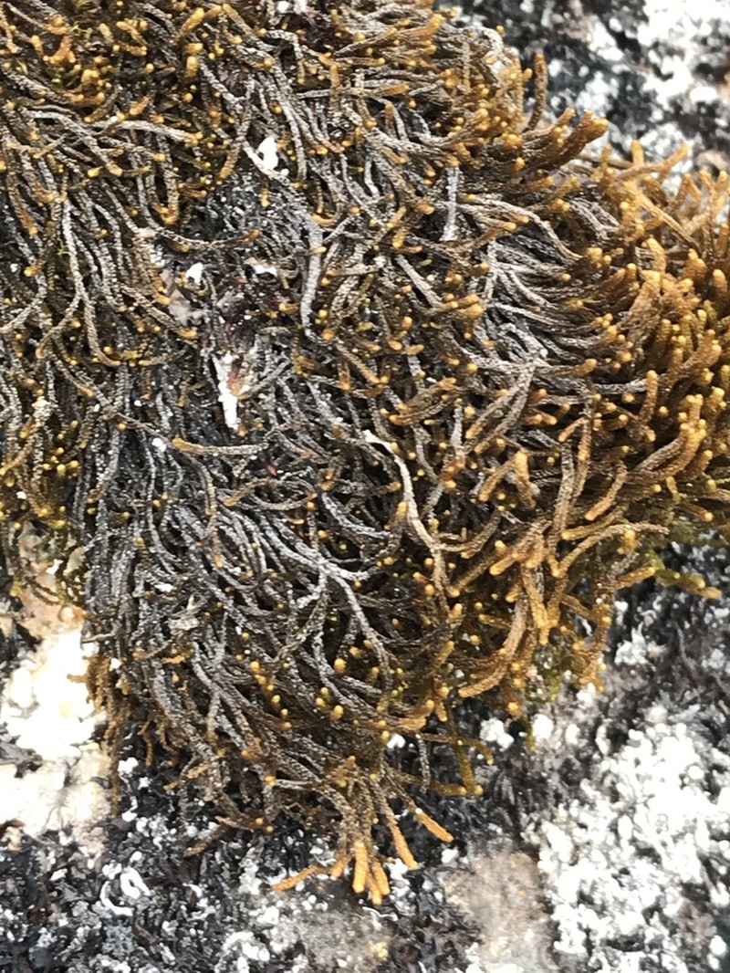 Tetralophozia setiformis photo 4