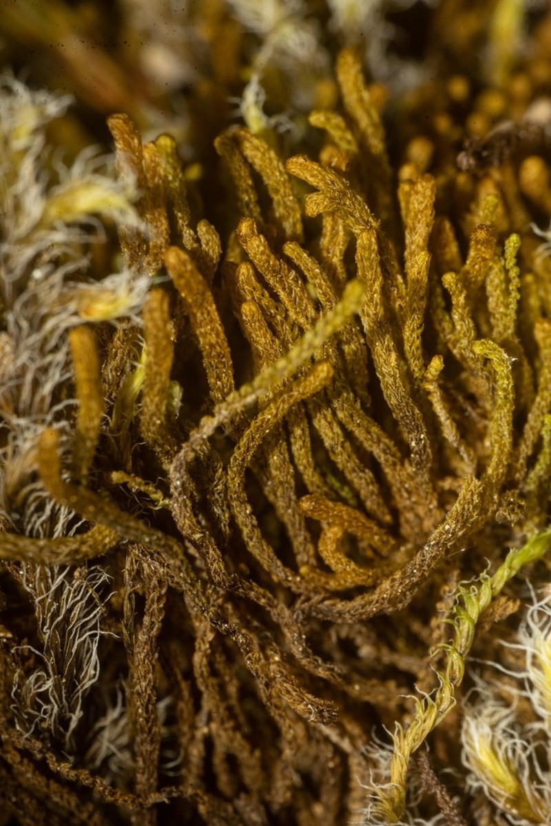 Tetralophozia setiformis photo 5