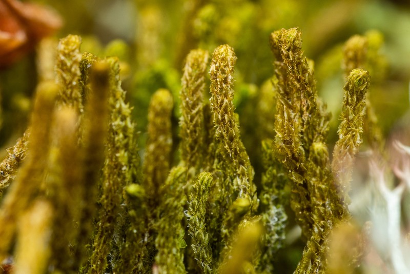 Tetralophozia setiformis photo 6