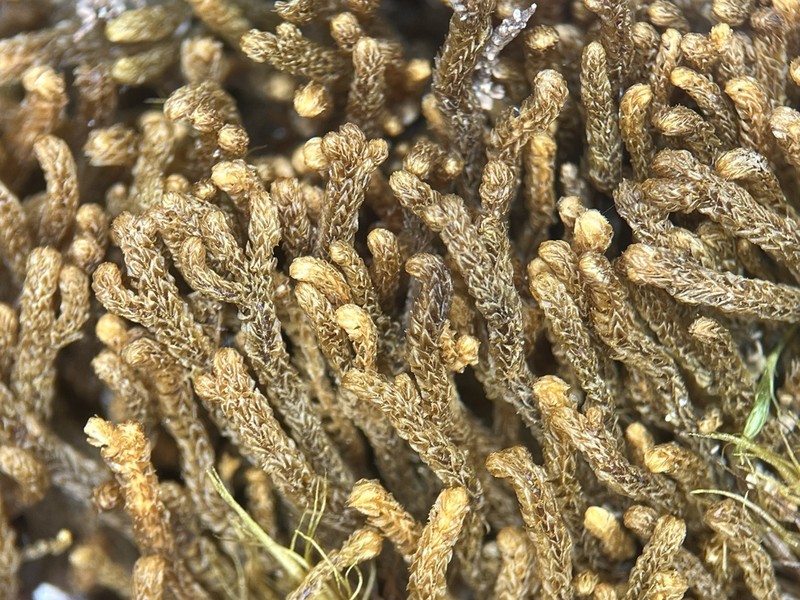 Tetralophozia setiformis photo 7