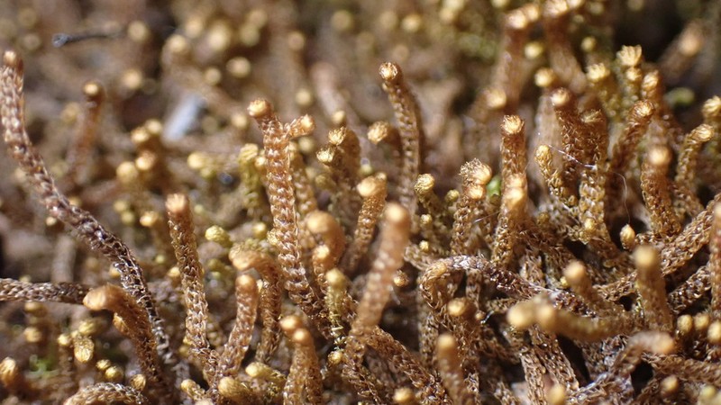 Tetralophozia setiformis photo 8