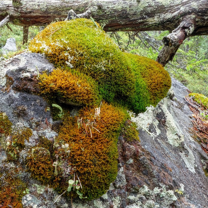 Tetralophozia setiformis