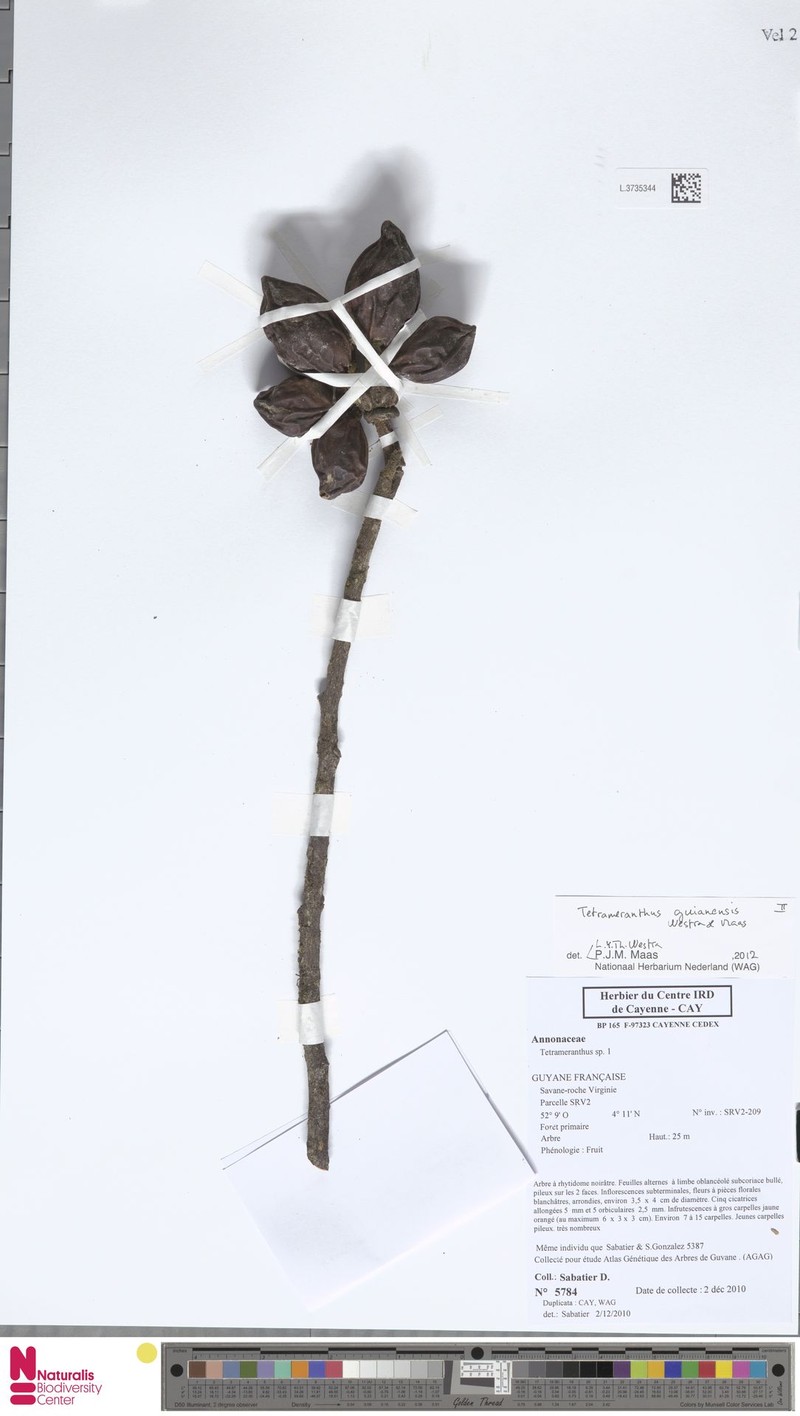 Tetrameranthus guianensis
