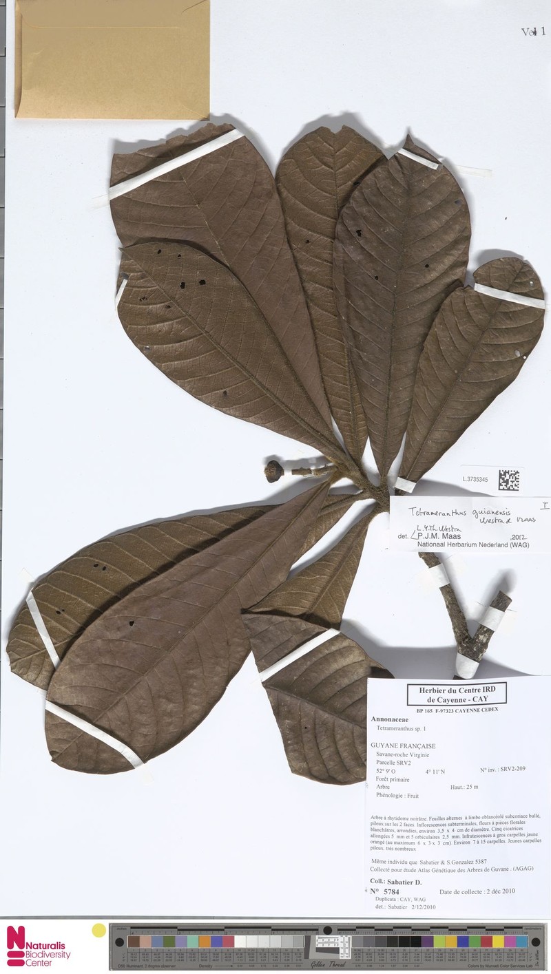 Tetrameranthus guianensis photo 2