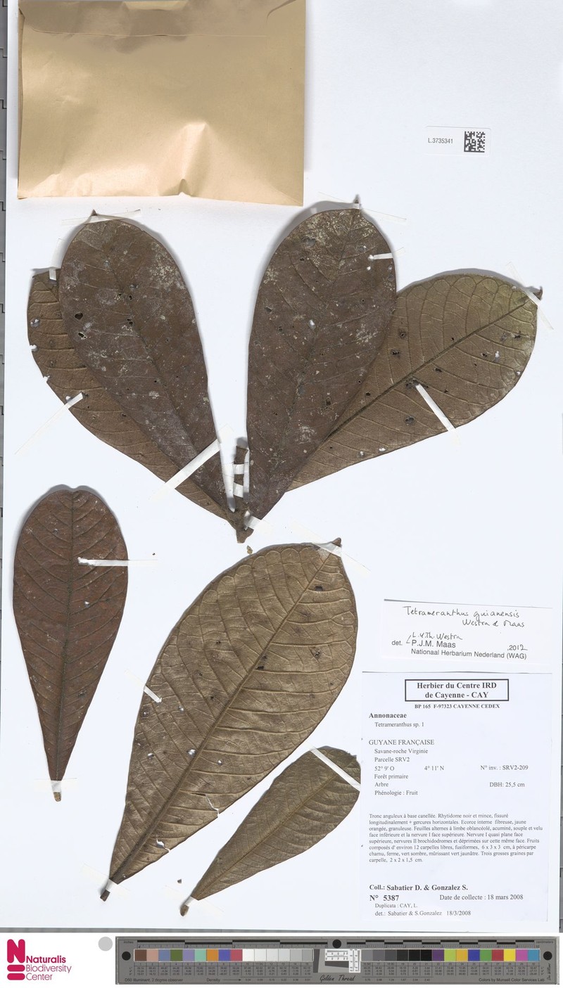 Tetrameranthus guianensis photo 3