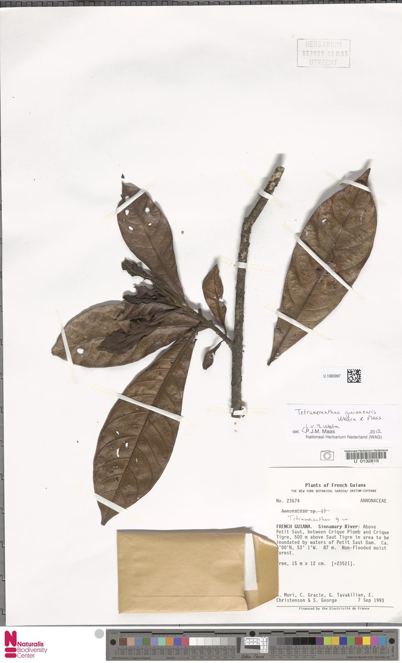 Tetrameranthus guianensis photo 4