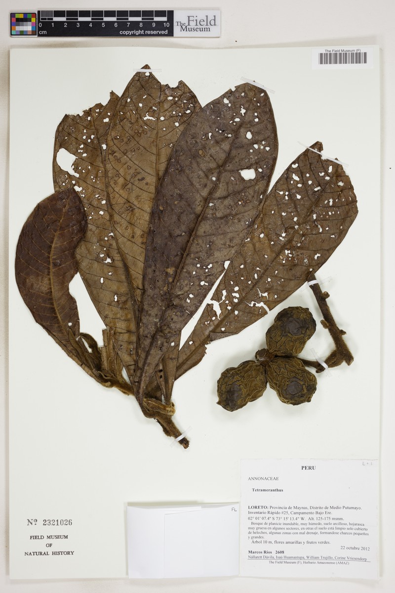 Tetrameranthus trichocarpus