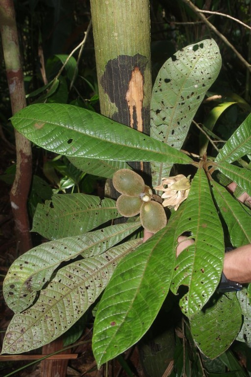 Tetrameranthus trichocarpus photo 4
