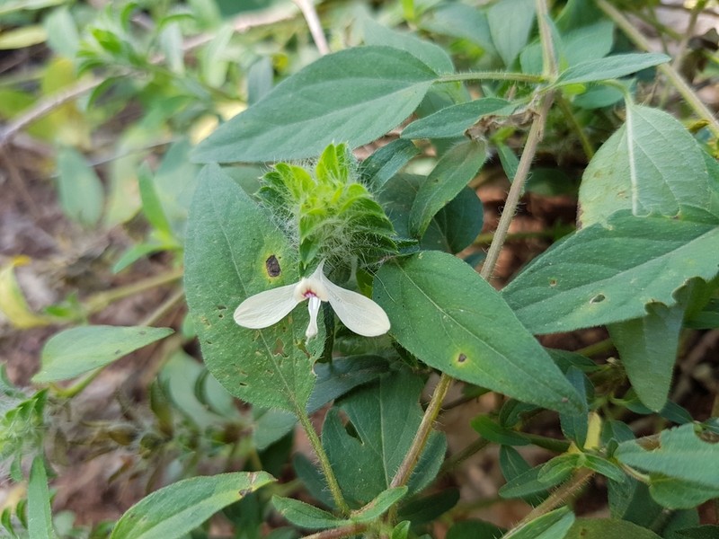 Hairy Fournwort