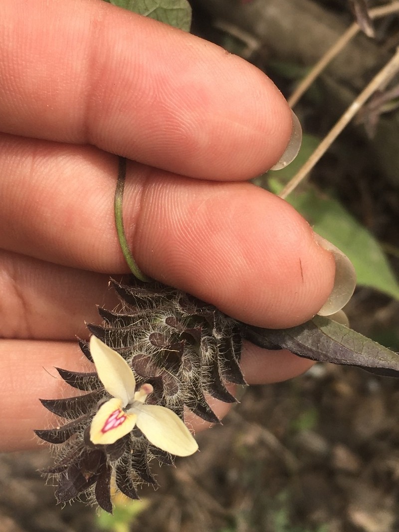 Hairy Fournwort photo 2