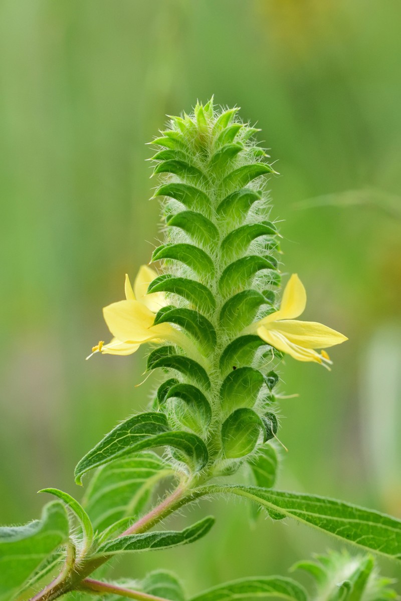 Hairy Fournwort photo 4