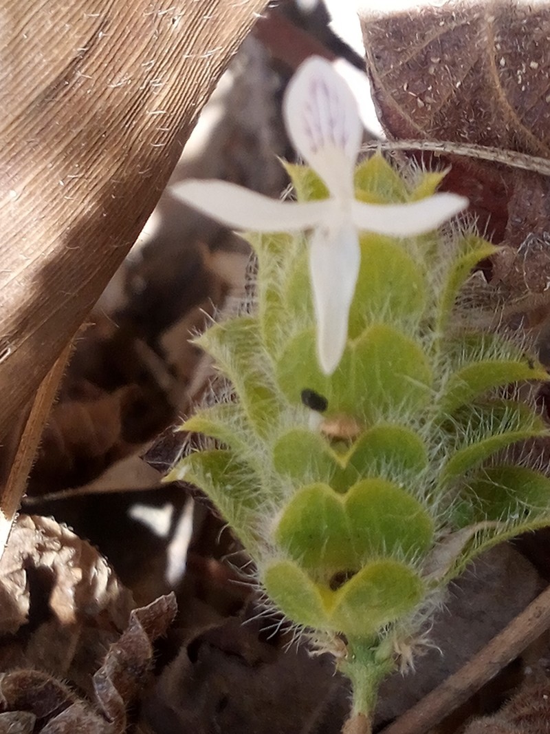 Hairy Fournwort photo 5