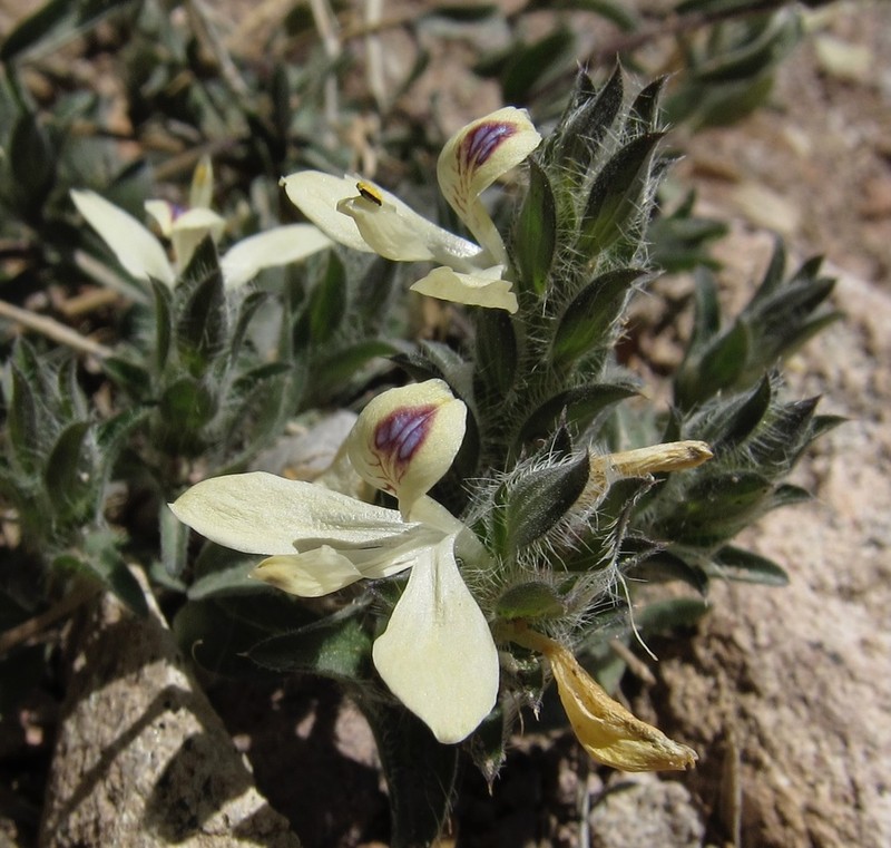Hairy Fournwort photo 6