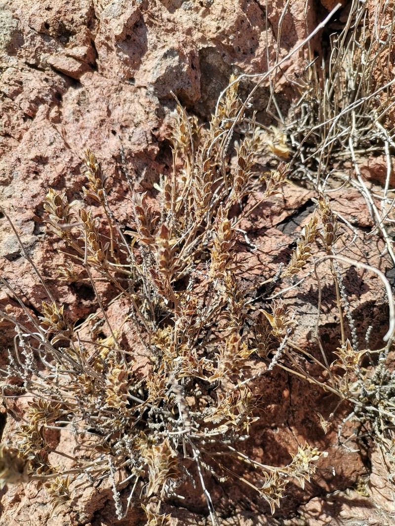 Hairy Fournwort photo 7