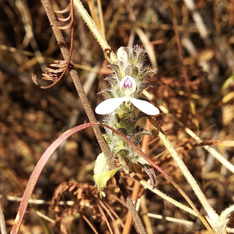Hairy Fournwort photo 8