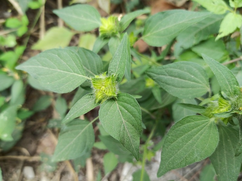 Hairy Fournwort photo 2