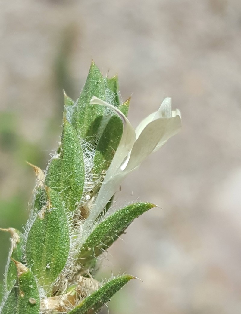 Hairy Fournwort photo 3