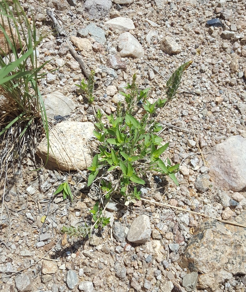 Hairy Fournwort photo 4