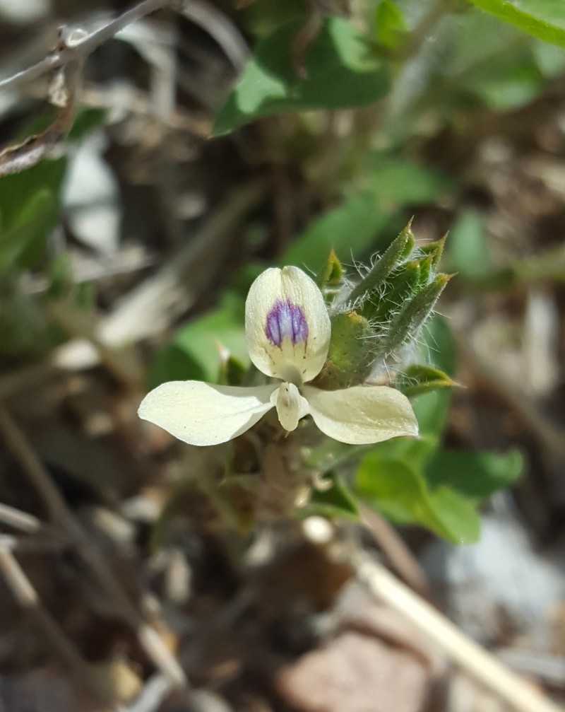 Hairy Fournwort photo 5