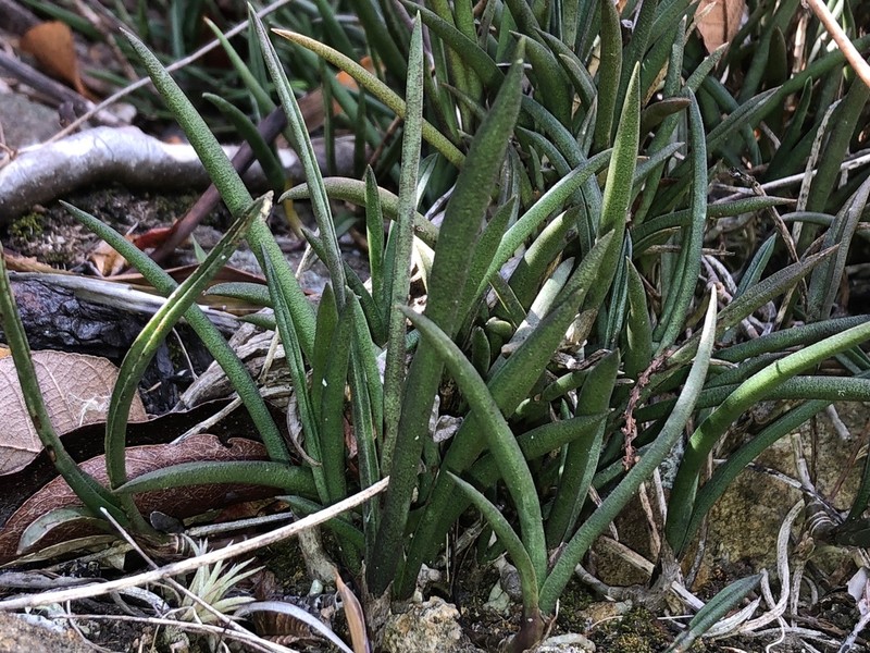 Serpentine Wallflower Orchid
